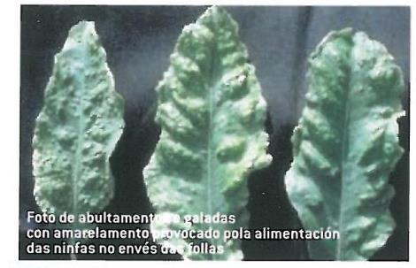 Bando contención do avance da praga dos cítricos Bando contención do avance da praga dos cítricos